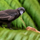 Des animaux pas plus bêtes que nous !