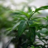 En Australie, les médecins se plaignent de prescriptions « excessives » de cannabis médical