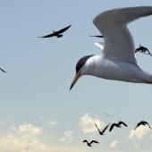 Voir la vidéo de Des oiseaux sentinelles contre les catastrophes naturelles