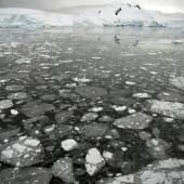  La banquise antarctique atteint son troisième plus bas niveau en un demi-siècle 