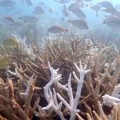 Deux espèces de coraux de Floride « fonctionnellement éteintes » en raison du réchauffement marin 