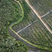  Bruxelles veut élaguer sa loi contre la déforestation, enlisée dans les reports