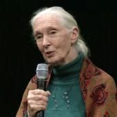 Voir la vidéo de Hommage à la primatologue britannique Jane Goodall