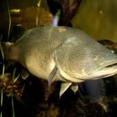 En Australie, l’invraisemblable record de nage d’une morue 