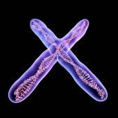 Voir la vidéo de Le rôle insoupçonné du chromosome X