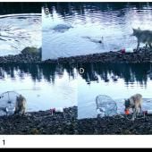 Des outils chez les loups ? Le piège à crabes et un mystère résolu