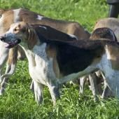 La plupart des chiens ont de l&#039;ADN de loup, même les chihuahuas