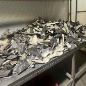  Pérou : saisie de plus de six tonnes d&#039;ailerons de requins destinés à l&#039;Asie 