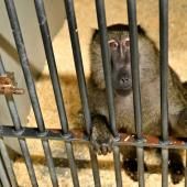 En Provence, l&#039;extension d&#039;un discret centre d&#039;élevage de singes de laboratoire divise