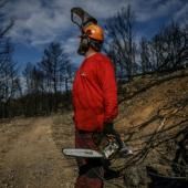 Après le grand incendie de l&#039;été dans l&#039;Aude, des milliers de tonnes de bois à exploiter 