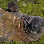 La grippe aviaire a décimé les éléphants de mer, montre une étude 