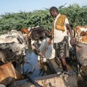 En Ethiopie, le fléau du prosopis, l&#039;arbre qui a &quot;tout envahi&quot; 