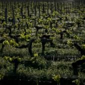 Climat : près de Bordeaux, levures et porte-greffe à la rescousse du vin 