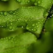 Voir la vidéo de La forêt guyanaise, source ou puits de carbone ?