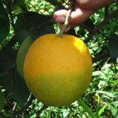 Voir la vidéo de Les agrumes, menacés d’extinction ?