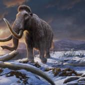 Voir la vidéo de L’ARN d&#039;un mammouth révèle les derniers instants de sa vie