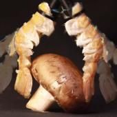 Voir la vidéo de Des carapaces de crustacés transformés en robots