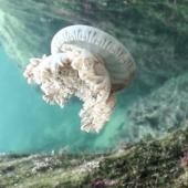 Voir la vidéo de Les méduses dorment… comme les humains !