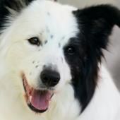 Certains chiens peuvent apprendre des mots en écoutant les conversations, selon une étude 