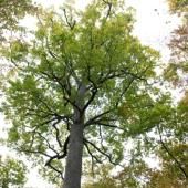 « Compter sur les survivants » : un chercheur raconte comment le chêne s’adapte au climat
