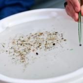 Combien de microplastiques avons-nous dans le corps ? Des chercheurs veulent cadrer le débat 