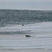 2025 a été l'année la plus chaude jamais enregistrée en Norvège 