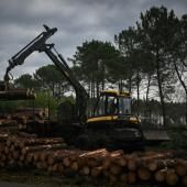 Dans les Landes, le ballet des abatteuses pour éradiquer le ver tueur de pins 