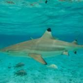 Polynésie française : lancement d'une vaste campagne d'observation aérienne des grandes espèces marines