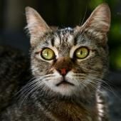 Et si les chats pouvaient nous aider à mieux soigner le cancer du sein ?