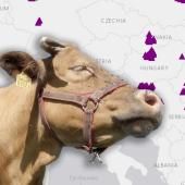 Voir la vidéo de Cauchemars des éleveurs, comment anticiper les épidémies animales ? Interview de