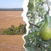 Voir la vidéo de Cultiver l’Amazonie sans la détruire