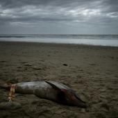 Golfe de Gascogne : chute de la longévité des dauphins femelles, la survie de l’espèce menacée 