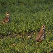 Pesticides : deux études alertent sur leur impact "sur l'ensemble du vivant"