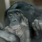 Malgré leur réputation pacifique, les bonobos sont agressifs, surtout envers les mâles
