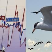 Voir la vidéo de Des oiseaux sentinelles contre les catastrophes naturelles