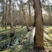 Voir la vidéo de Un microbiote insoupçonné sous l’écorce des arbres