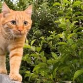 Voir la vidéo de Ce ver plat envahit les jardins... à dos de chats et de chiens !