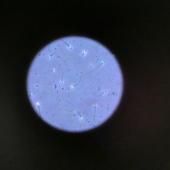 Pourrait-on se reproduire dans l'espace ? Microgravité et spermatozoïdes ne font pas bon ménage