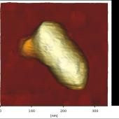 Des virus passagers clandestins… d’autres virus