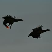 Les corbeaux sont plus malins qu'on ne le croit et mémorisent les territoires de chasse