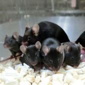 Les mammifères ne peuvent pas être clonés indéfiniment 