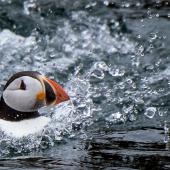 Après l'hécatombe hivernale, les macareux rescapés regagnent l'Atlantique 