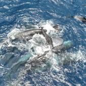 Rarissime observation d'une naissance de cachalot sauvage