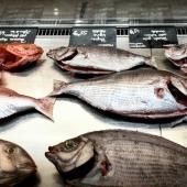 Réchauffement : la biomasse de poissons amputée d'un quart d'ici 2100, selon l'Ifremer 