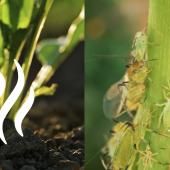 Voir la vidéo de Des plantes, des insectes et des odeurs