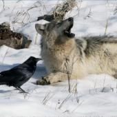 Voir la vidéo de Le corbeau, encore plus intelligent qu’on ne le pensait ! 