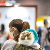 Japon : une startup demande l’homologation d’un traitement rénal pour chats 