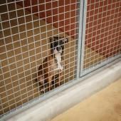 UE : des règles pour le bien-être des chiens et chats définitivement adoptées 