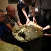 Dinosaures : les os géants d'un camarasaure exposés pour la première fois à Angoulême 