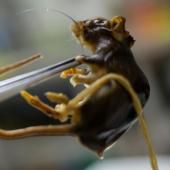 Hantavirus: ce que l'Argentine sait, et ne sait pas, de son expérience du virus 